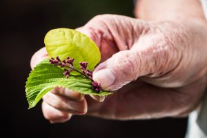 Hand hält Blätter in der Hand