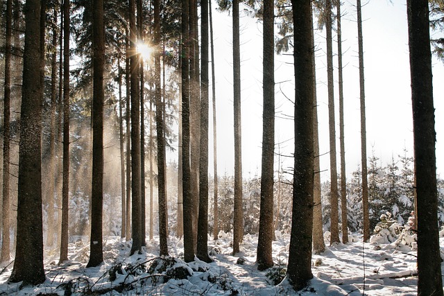 Winterwald