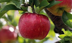 Apfel an Baum