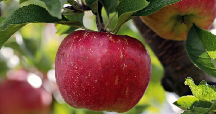 Apfel an Baum