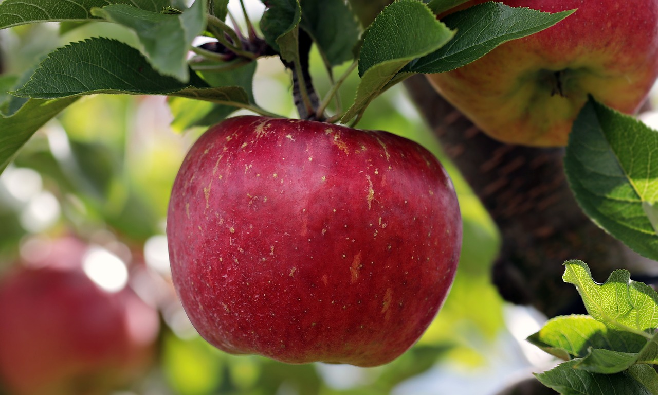 Apfel an Baum